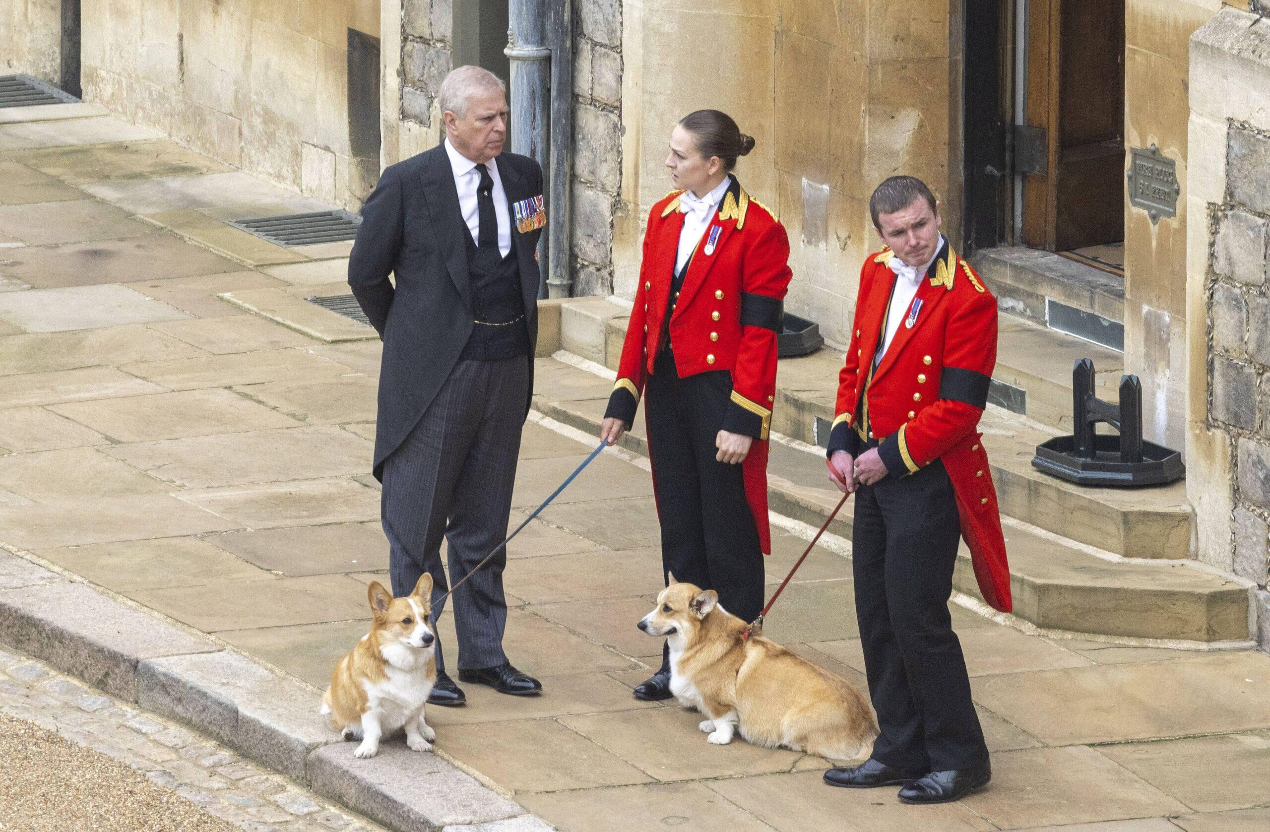 Prince Andrew and the late queen's Corgis.